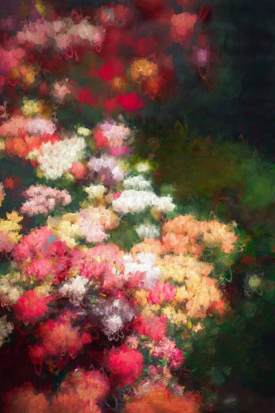 Bordo di Fiori, 2018 da Helen White